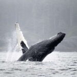 Port Hardy: Sea Otter and Whale Watching - Price and Value