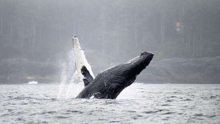 Port Hardy: Sea Otter and Whale Watching - Price and Value