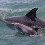 Port Stephens: Splash 'n' Slide Dolphin Cruise - The Balance of Value and Experience