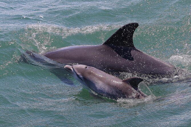 Port Stephens: Splash 'n' Slide Dolphin Cruise - The Balance of Value and Experience