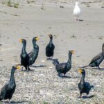Port Townsend Wildlife Watching Cruise - FAQ