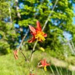 Portland: Forest Park Bike or E-Bike Tour - The Experience: What Makes It Special