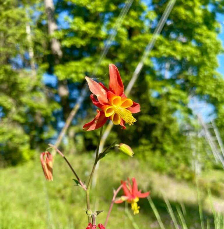 Portland: Forest Park Bike or E-Bike Tour - The Experience: What Makes It Special