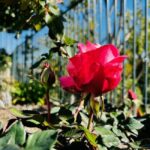 Portland, Oregon: City Highlights Tour with Aerial Tram Ride - Who Will Love This Tour?