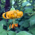 Portland: Silver Falls Hike - The Overall Experience: Pros & Cons