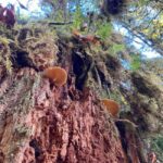 Portland: Silver Falls State Park Waterfall Hike - FAQ