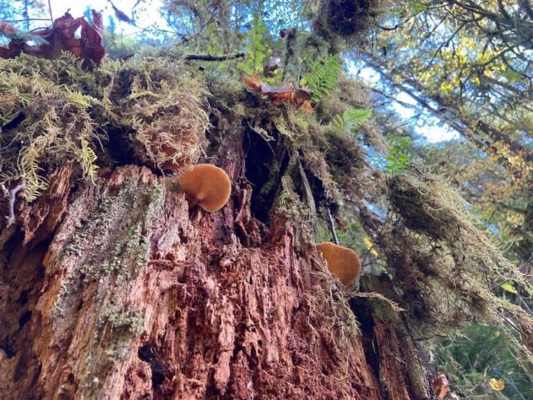 Portland: Silver Falls State Park Waterfall Hike - FAQ