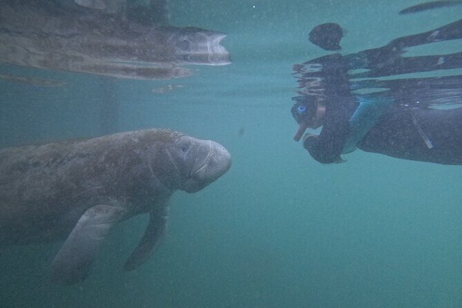 Pre-Season Special Manatee Snorkel Tour in Crystal River - The Group Size and Overall Experience