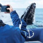 Premier Whale Watching Byron Bay - What Do the Reviews Say?
