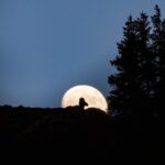 Premier Wildlife Tours in Saguaro National Park - The Experience and Overall Value