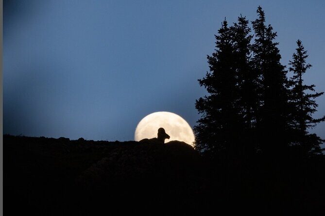 Premier Wildlife Tours in Saguaro National Park - The Experience and Overall Value