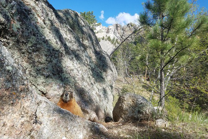 Premiere Private Black Hills Tour: Mt Rushmore, Crazy Horse & Custer State Park - How Does the Experience Feel?