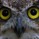 PREMIUM Sitka Scenic Tour - Fortress of the Bear: The Most Popular Stop