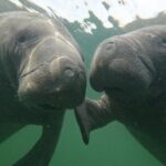 Preseason Special Snorkeling with Manatees Experience - The Experiences Strengths and Potential Drawbacks