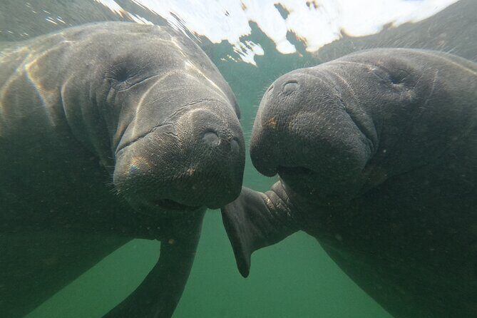 Preseason Special Snorkeling with Manatees Experience - The Experiences Strengths and Potential Drawbacks