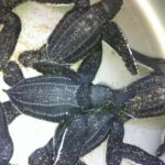 Preserving Baby Sea Turtles And Filling You With Energy In Bioluminescent Lights - An In-Depth Look at the Experience