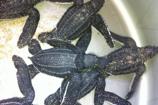 Preserving Baby Sea Turtles And Filling You With Energy In Bioluminescent Lights - An In-Depth Look at the Experience