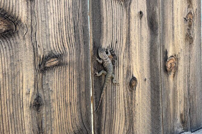 Private 1 Day Tour to Joshua Tree National Park - The Logistics and Value