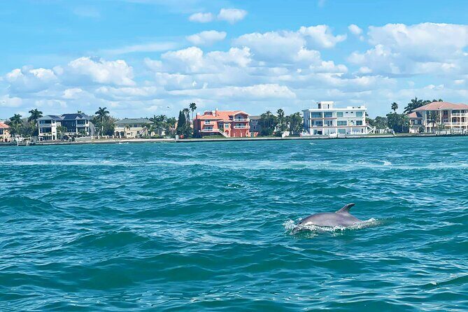 Private 2-Hour Dolphin Watching Cruise in St. Petersburg, FL - Who Would Love This Tour?