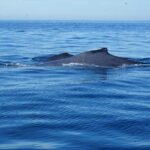 Private 3-hour Whale Watching Activity in Mazatlan - What’s Included & Logistical Details