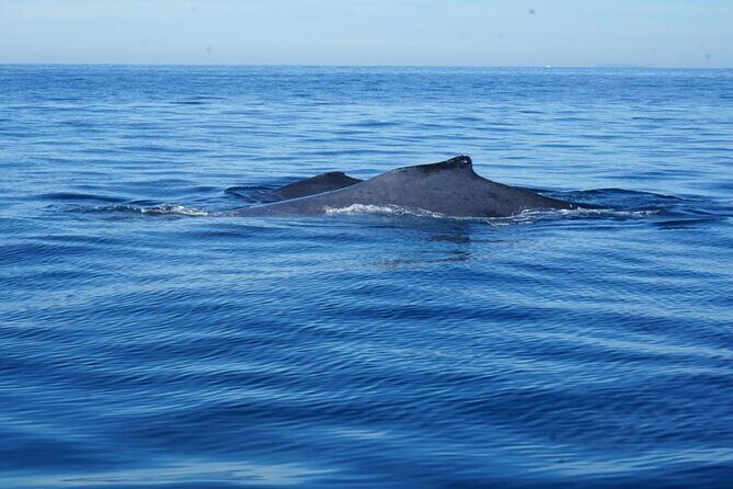 Private 3-hour Whale Watching Activity in Mazatlan - What’s Included & Logistical Details