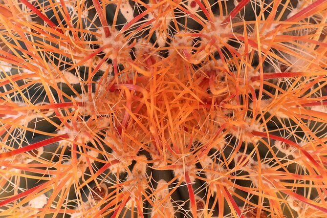 Private-36 Hour Adventure in Joshua Tree National Park - FAQ