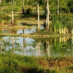 Private 4 Hour Everglades Tour Experience in the Wilderness - What to Expect Plus Practical Details