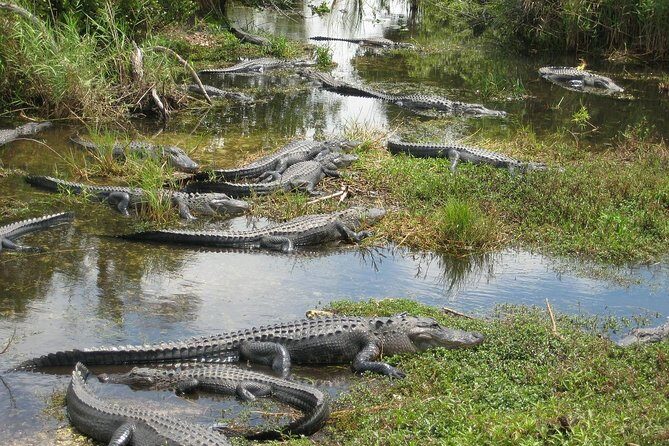 Private 4-hour Tour of Everglades from Miami Dade - The Itinerary and What It Means for You