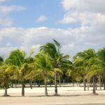 Private 4-hours City Tour of Miami from Miami Airport with private driver/guide - Who Should Consider This Tour?