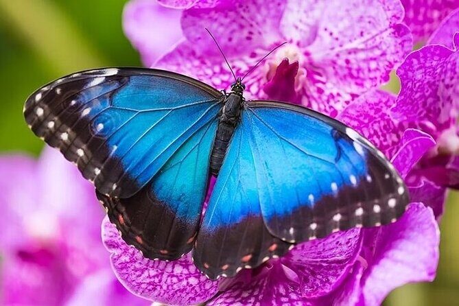 Private 5 Hour Tour of Butchart and Butterfly Gardens - Analyzing the Value