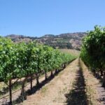 Private 6 Hour Napa Valley Wine Tour - Who Is This Tour Best For?