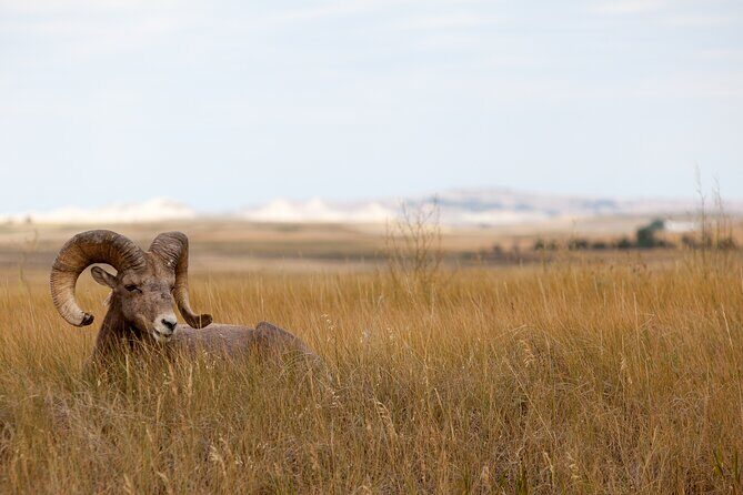 Private 6 Hours Badlands National Park E-Bike Activity - Why Choose the Badlands E-Bike Tour?