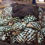 Private Adventure to Tequila and el Cascahuin Distillery - A Closer Look at the Tour Itinerary