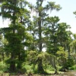 Private Airboat Swamp Tour - What to Expect from the Tour