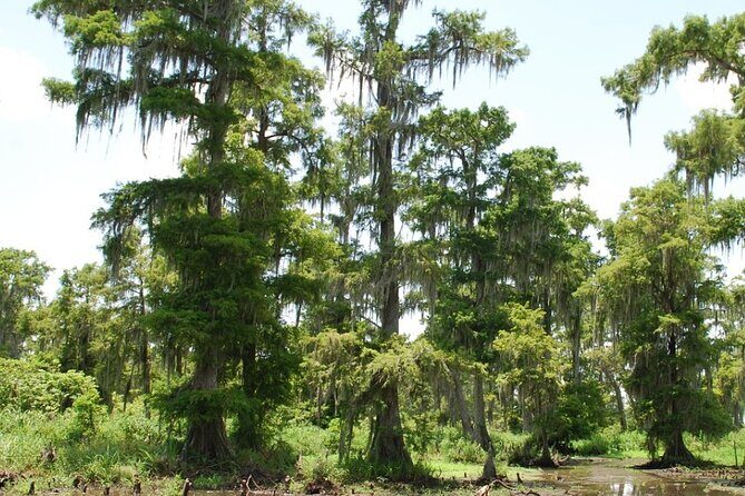 Private Airboat Swamp Tour - What to Expect from the Tour