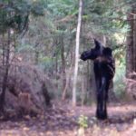 Private All-Inclusive Algonquin Tours (3 Day Guided Camping) - Who Would Love This Tour?