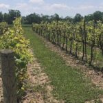 Private and Exclusive Winery Tour with a Wine Expert - What We Loved About the Experience