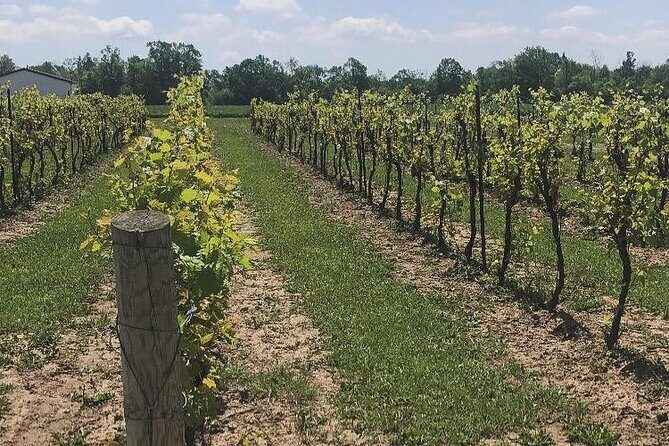 Private and Exclusive Winery Tour with a Wine Expert - What We Loved About the Experience