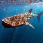 Private and Shared Whale Shark Tour from Tulum - The Practicalities