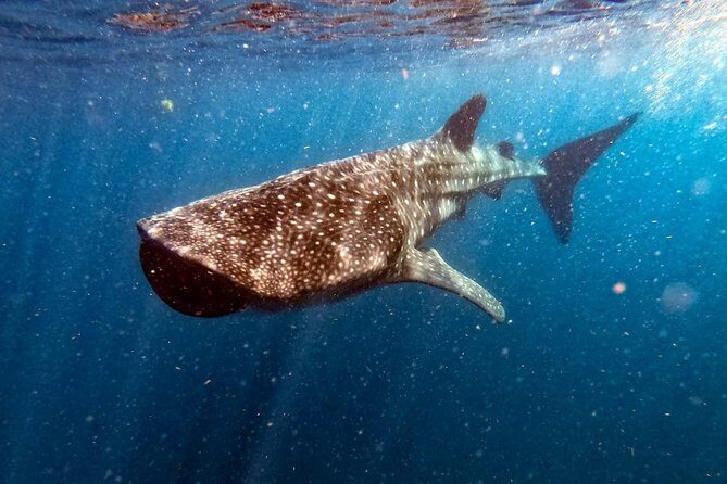 Private and Shared Whale Shark Tour from Tulum - The Practicalities