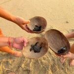 Private Baby Sea Turtle Release Huatulco HT - Is It Worth the Price?