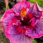 Private Big Island: History & Local Market Tour (Up to 12) - What Could Be Improved or Considered