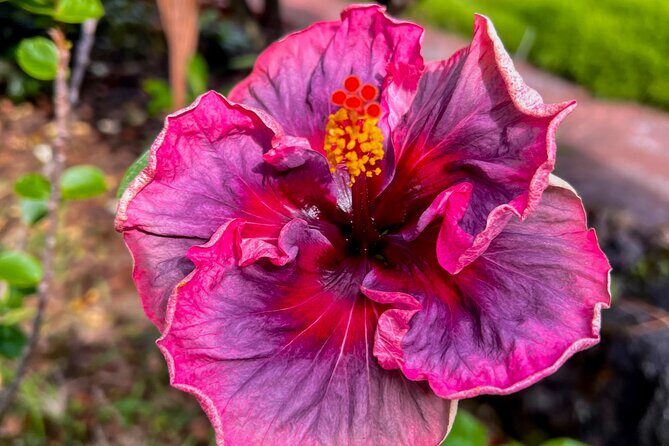 Private Big Island: History & Local Market Tour (Up to 12) - What Could Be Improved or Considered