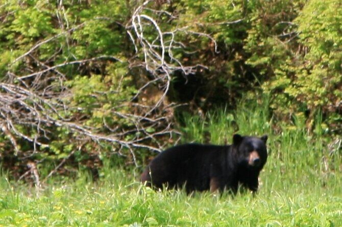 Private Boat Tour of Misty Fjords from Ketchikan - The Cost & What You’re Paying For