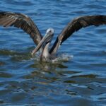 Private Boat Tour of Rio Lagartos - Who Will Love This Tour?