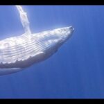 Private boat tour to swim with whales and sharks - The Itinerary: What to Expect