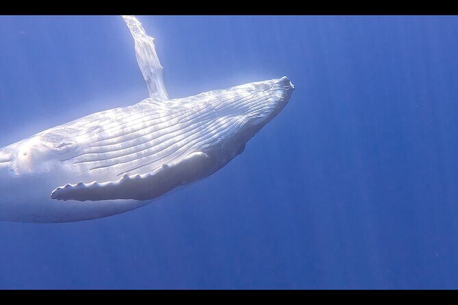 Private boat tour to swim with whales and sharks - The Itinerary: What to Expect