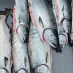 Private Charter Fishing - Full Port Time for Cruise Ship Guests - What You Can Expect from This Sitka Salmon Fishing Adventure