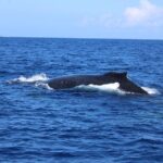 Private Charter Humpback Whale Watching & Dolphin Search - What to Expect on the Tour