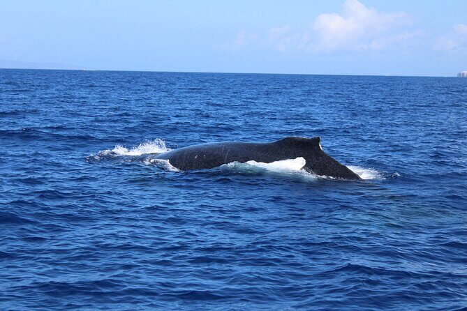 Private Charter Humpback Whale Watching & Dolphin Search - What to Expect on the Tour